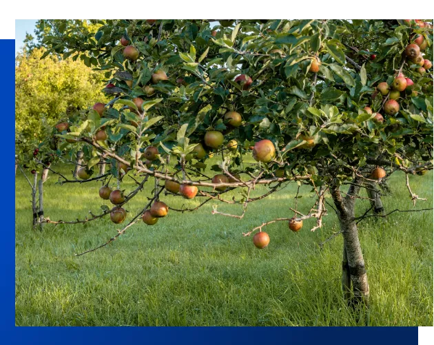 Appletree on a Danish apple plantation