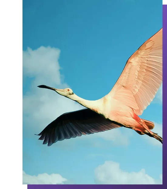 Flying african stork