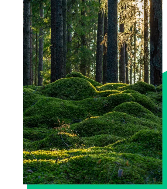 Swedish Forest